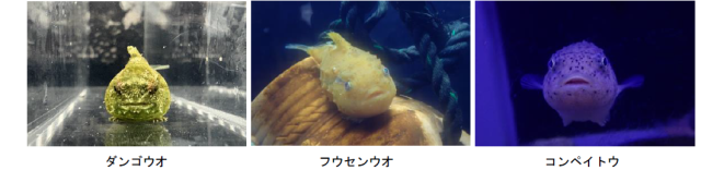 『花よりダンゴウオ解説パネル』展示